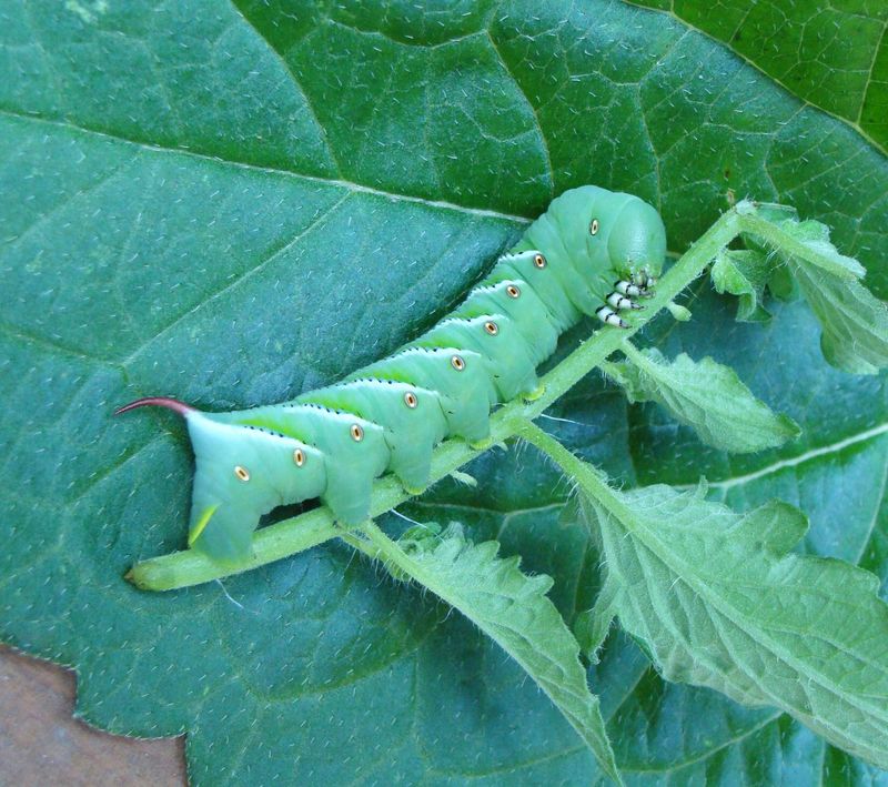 Tobacco Hornworm
