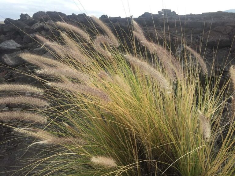 10 Invasive Ornamental Grasses To Avoid (And 10 That Behave Beautifully ...
