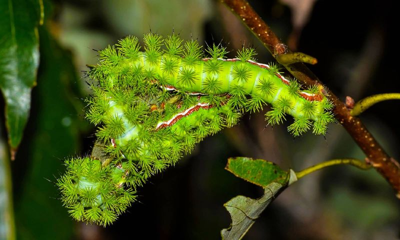 Automeris Caterpillar