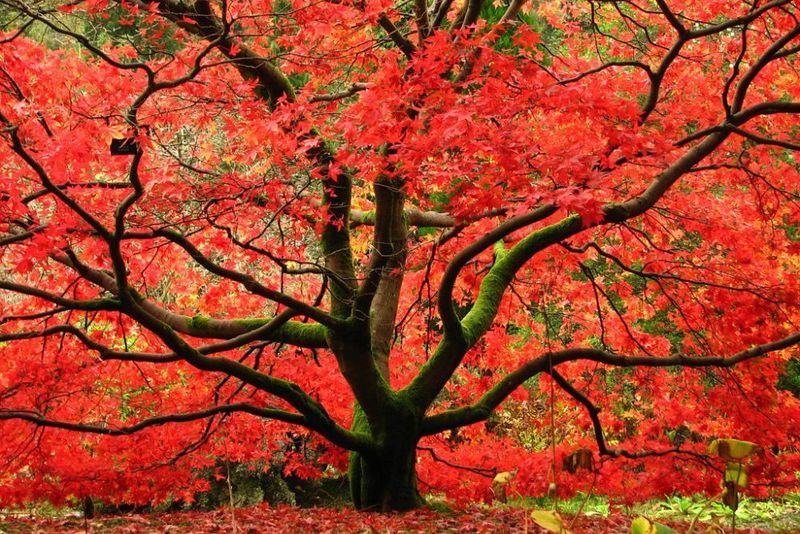 Japanese Maple