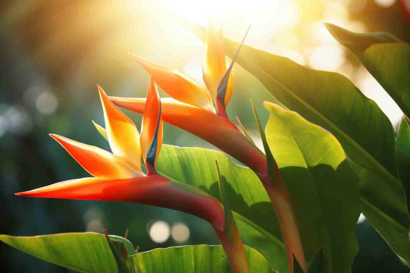 Heliconia
