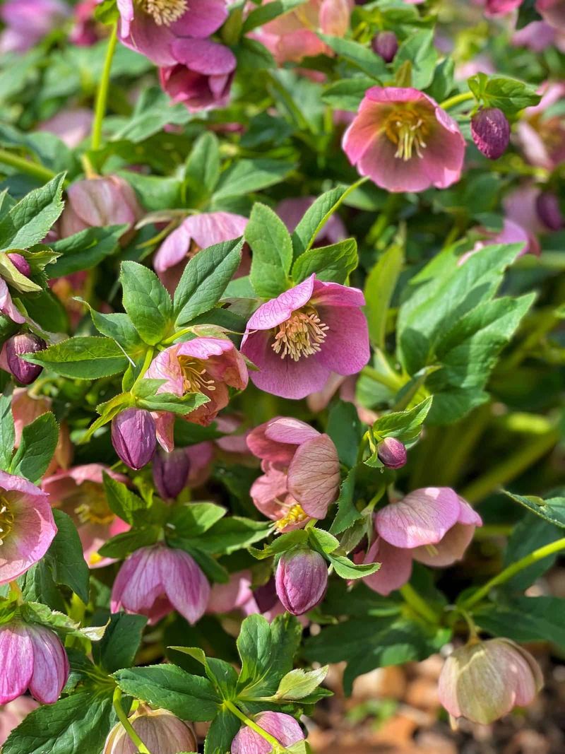 Hellebore