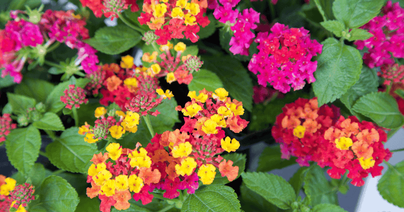 Lavish Lantana Lantern