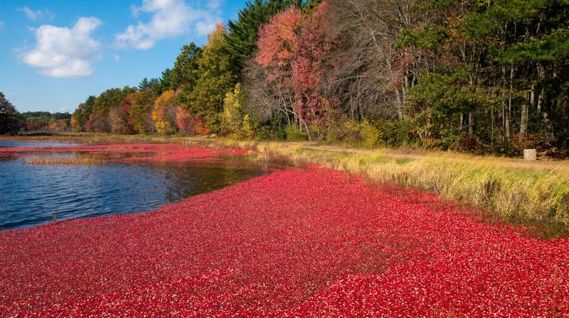 Cranberries