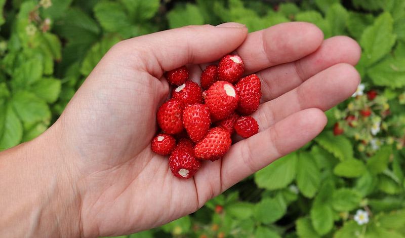Alpine Strawberries