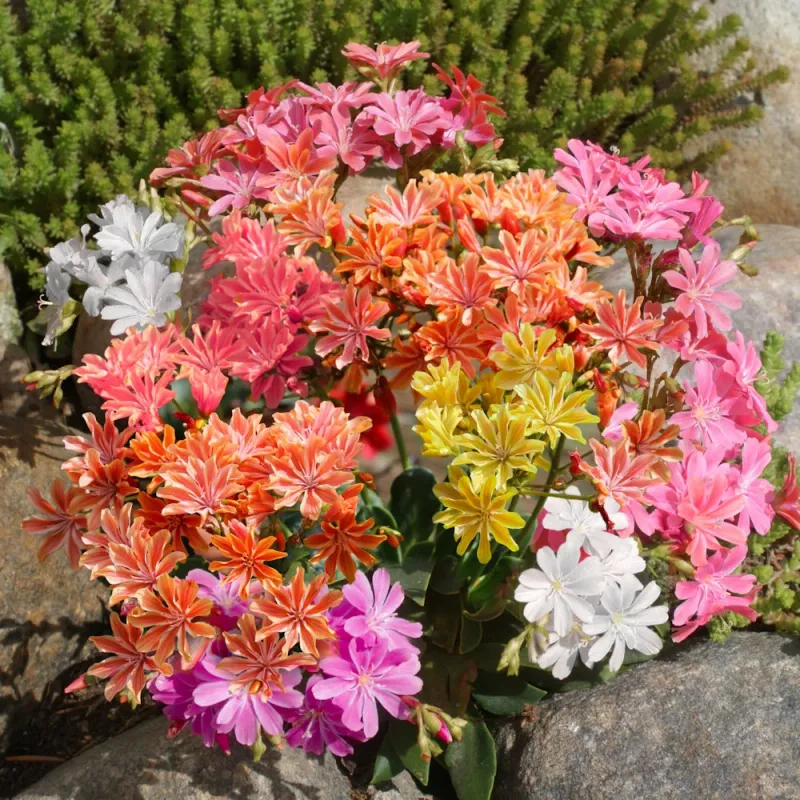 Lewisias