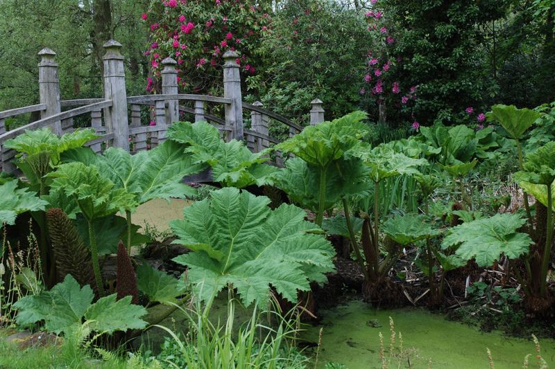 Gunnera