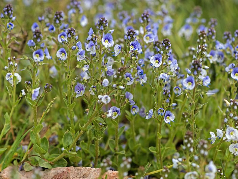 Thyme-leaved Speedwell