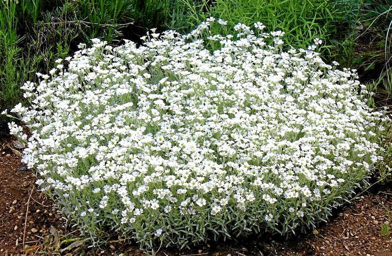Snow-in-Summer (Cerastium tomentosum)