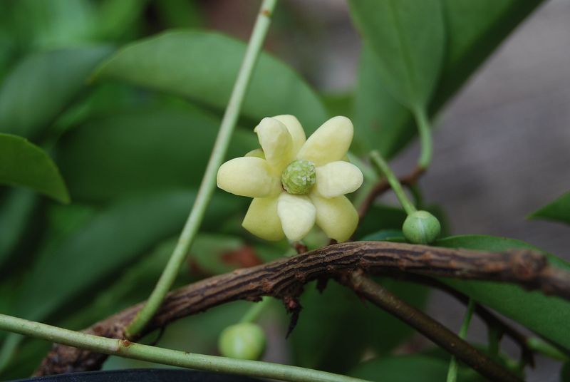Kadsura Vine