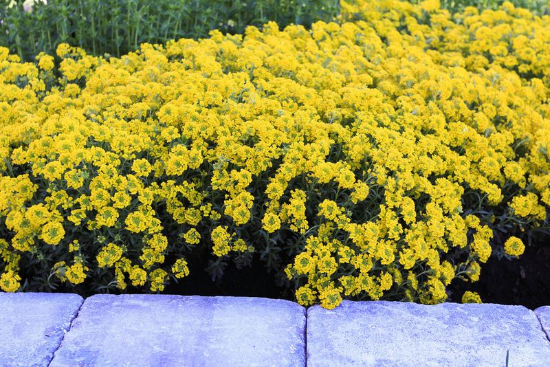 Yellow Alyssum
