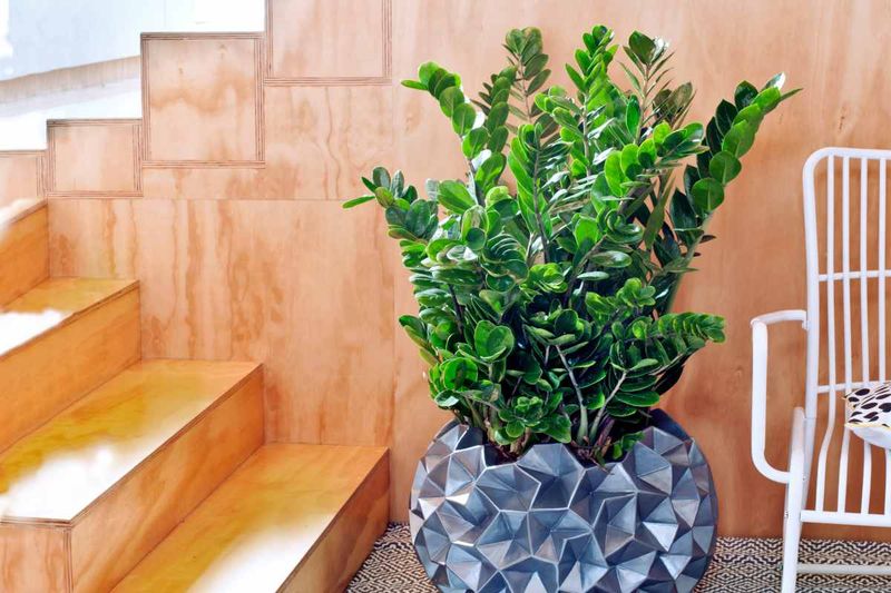 ZZ Plant (Zamioculcas zamiifolia)