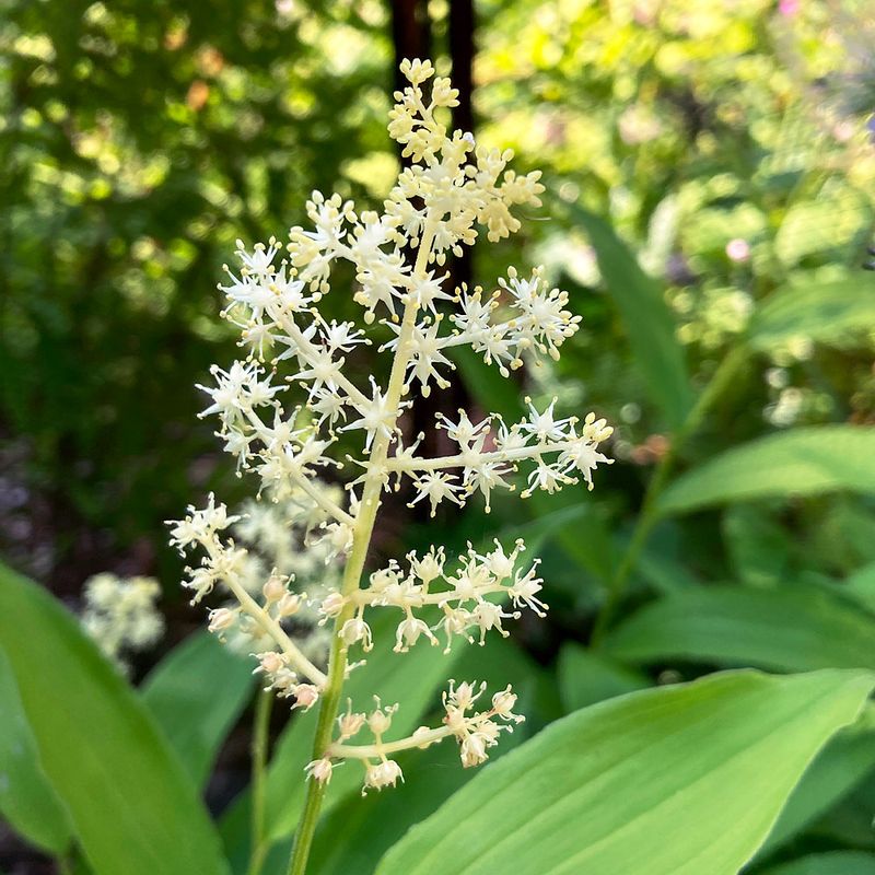 False Solomon’s Seal (Maianthemum racemosum)