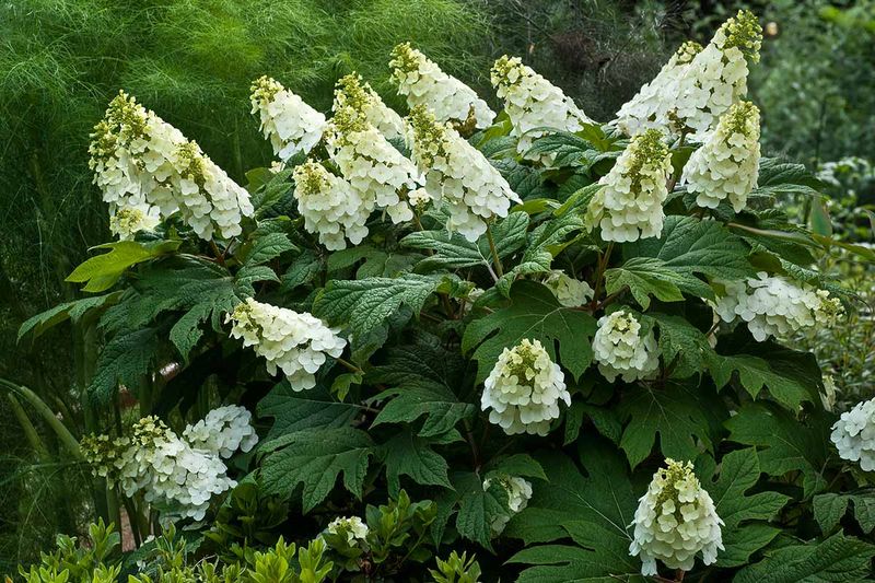 Oakleaf Hydrangea