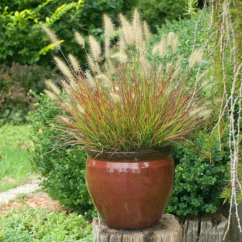 Dwarf Fountain Grass