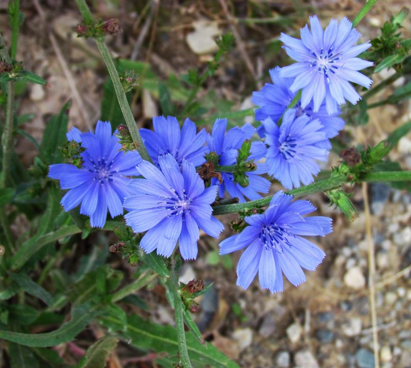 Chicory's Charm
