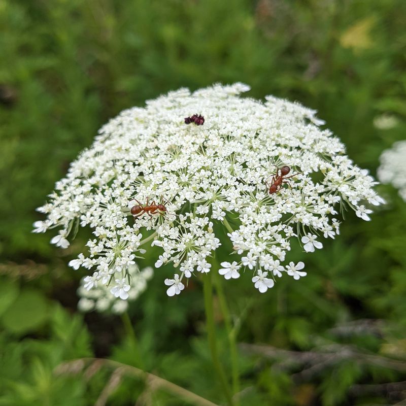 Queen Anne’s Lace (Daucus carota)