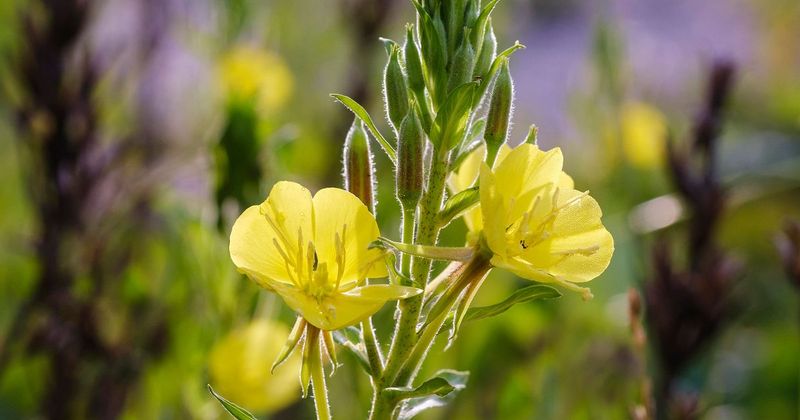 Evening Primrose