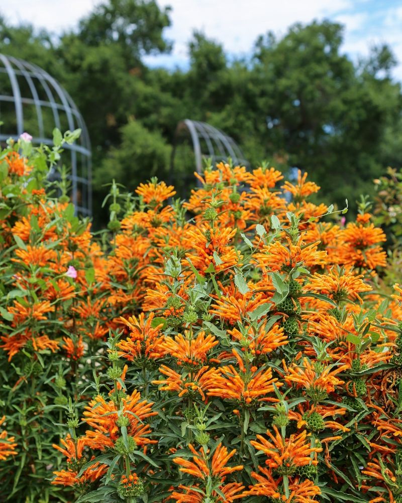 Lion’s Tail (Leonotis leonurus) 🦁
