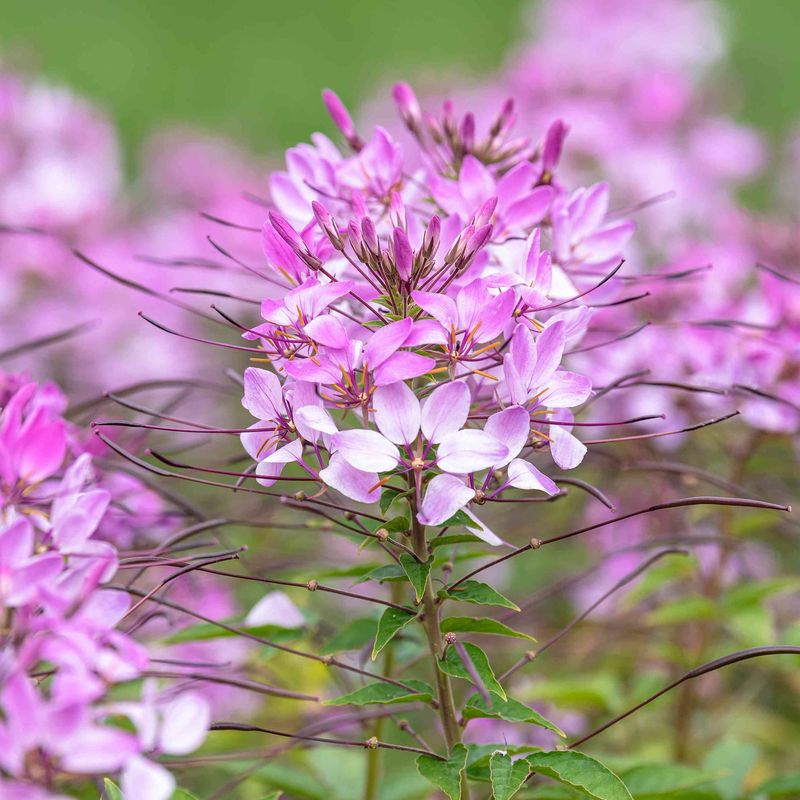 Cleome
