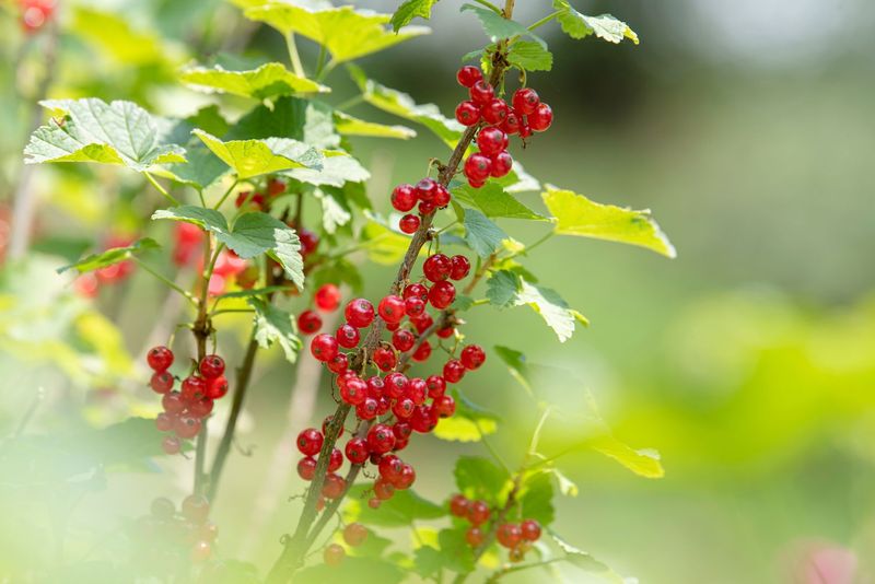 Currant Bush