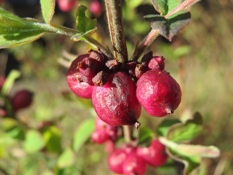 Snowberry (Symphoricarpos albus, red-berried cultivars)