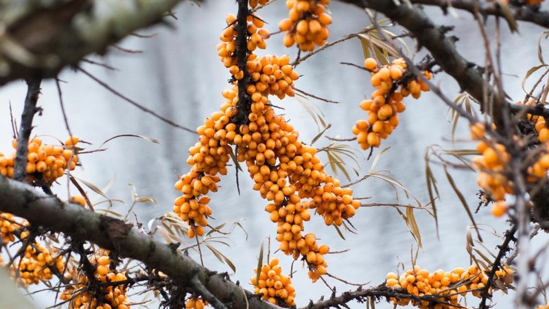 Sea Buckthorn