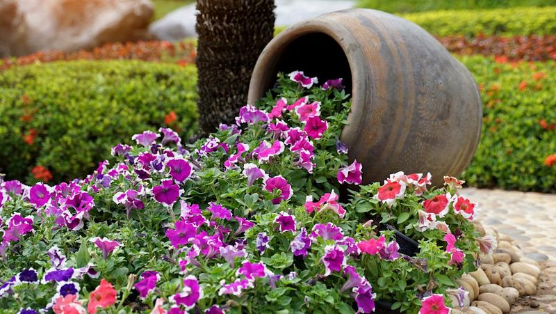 Perky Petunia Parade