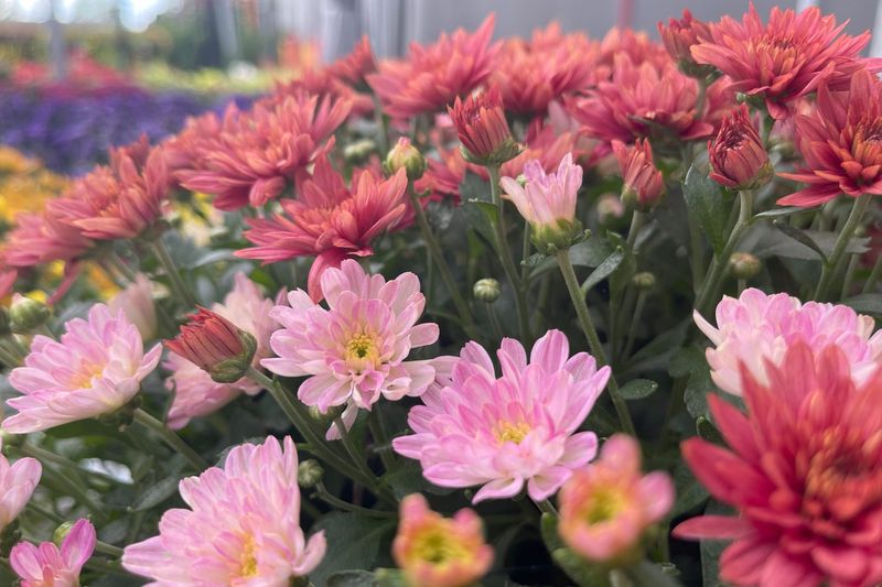 Chrysanthemums