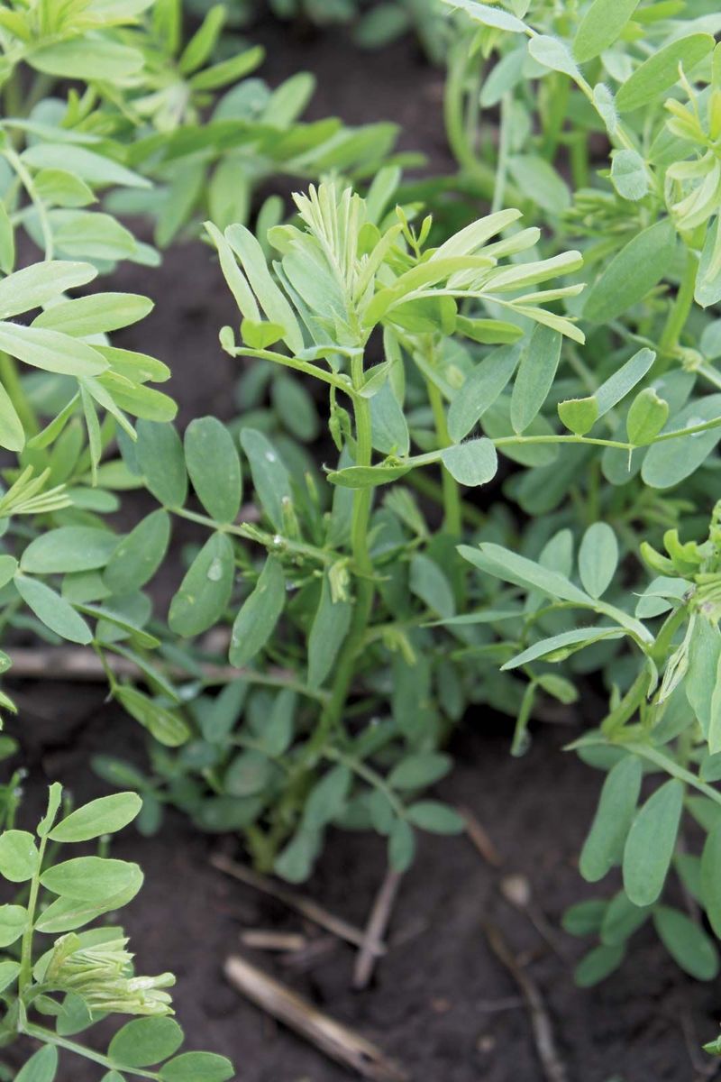 Lentil Plant