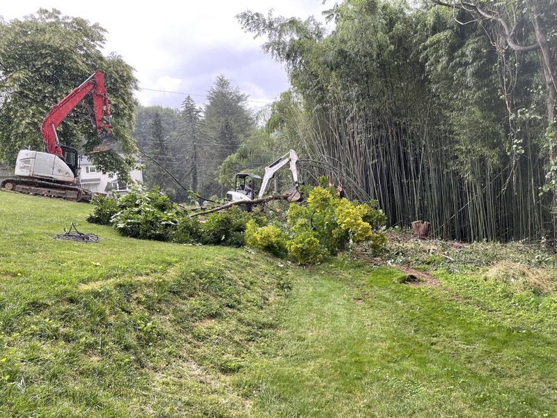 Bamboo Is Almost Impossible to Remove