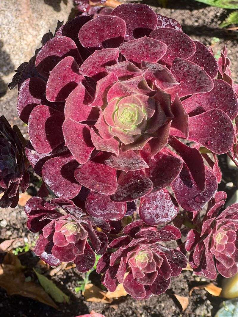 Aeonium ‘Blushing Beauty’