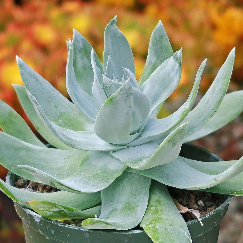 Dudleya brittonii (Giant Chalk Dudleya)