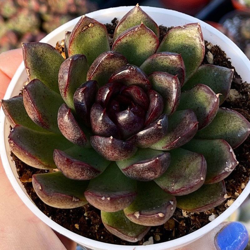 Echeveria ‘Black Prince’