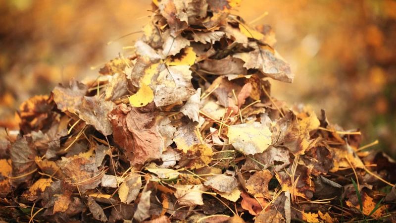 Fall Leaves (Shredded