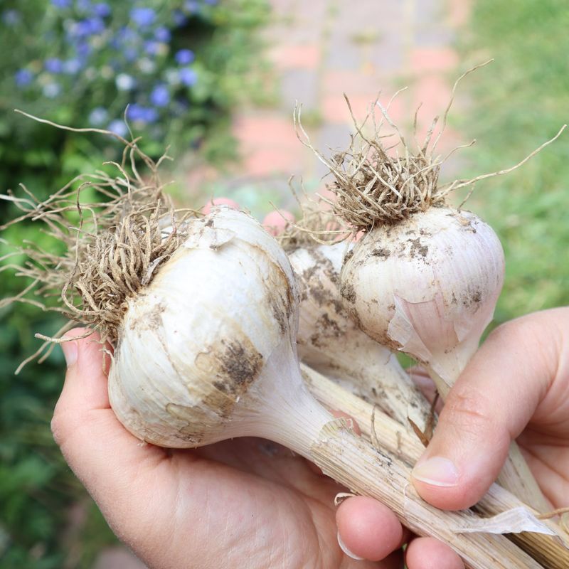 Garlic (Planted in Spring for Smaller Bulbs)