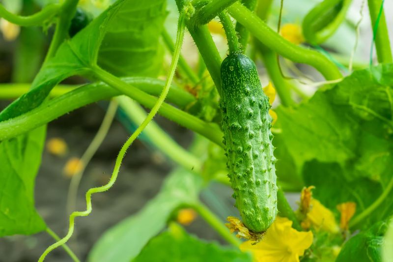 Cucumbers (Cucumis sativus)