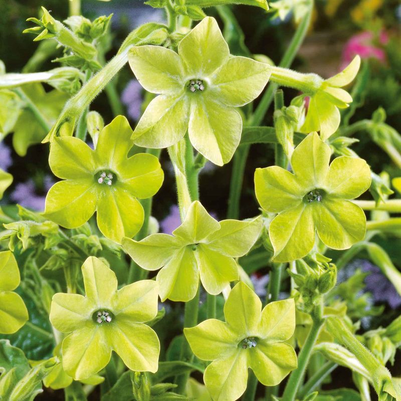 Nicotiana 'Lime Green'