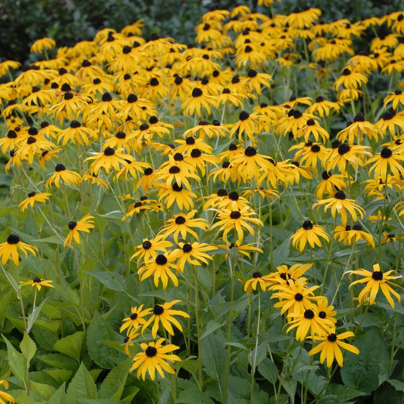 Black-Eyed Susans