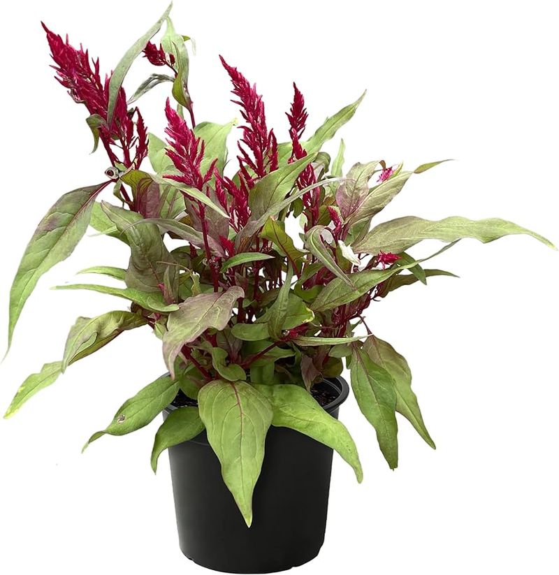 Green Celosia 'Dragon's Breath'