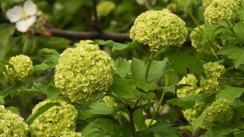 Green Hydrangeas (Certain Cultivars)