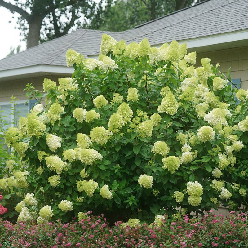 Green Hydrangea 'Limelight'