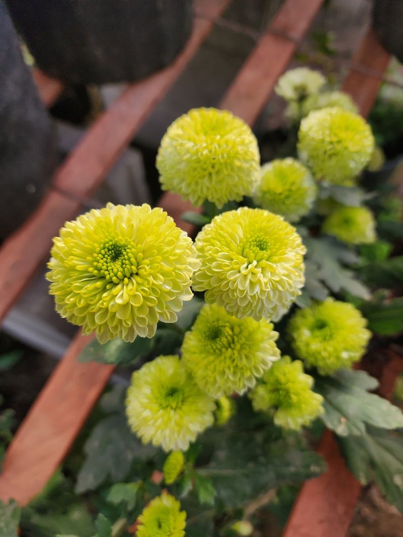 Green Chrysanthemums