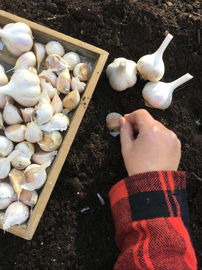 Garlic (For Next Year!)