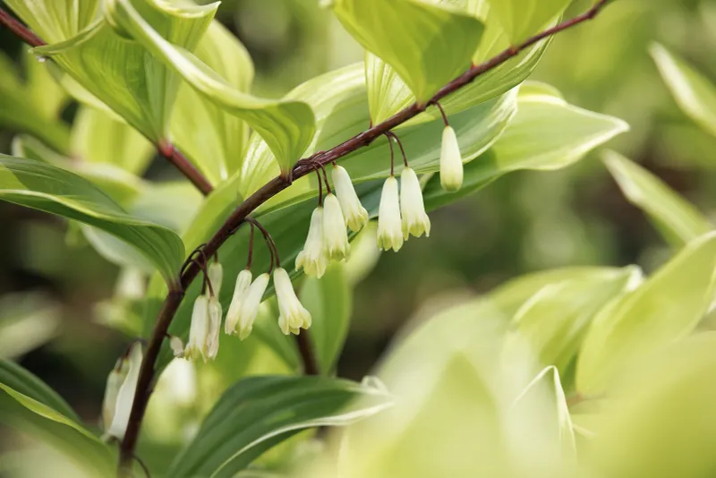 Variegated Solomon's Seal