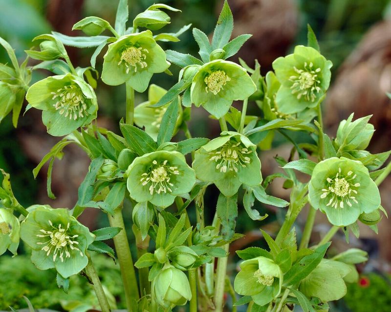 Green Hellebore