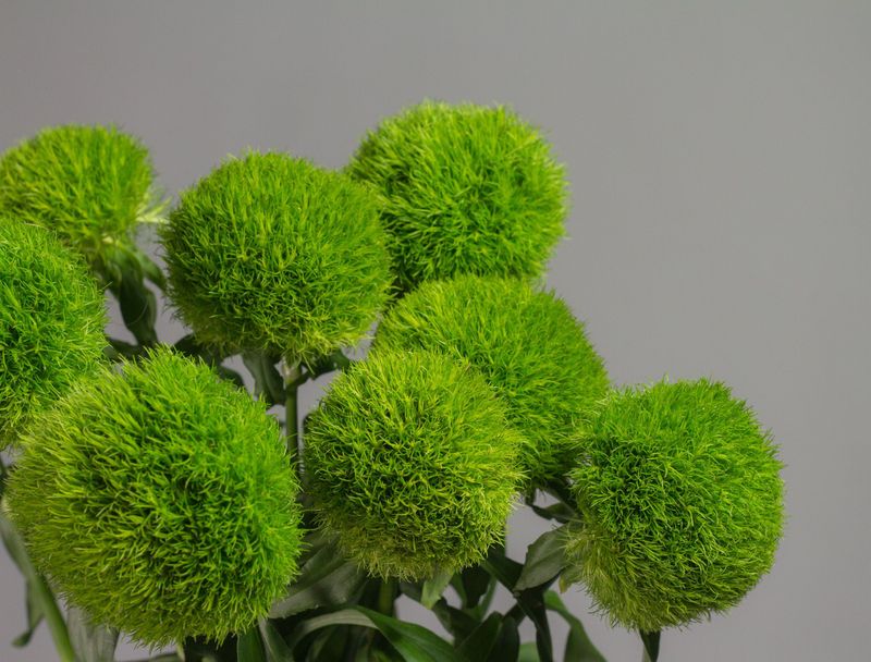 Green Dianthus 'Green Ball'