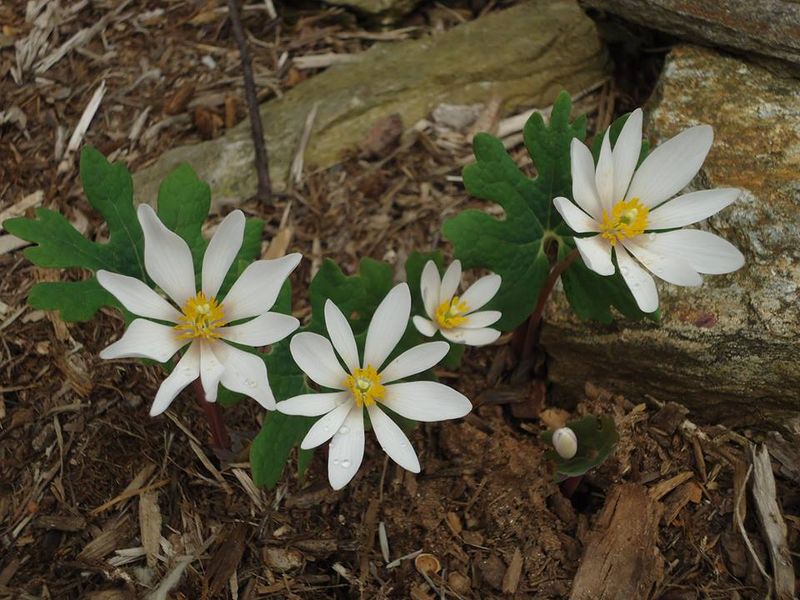 Bloodroot (Sanguinaria canadensis)