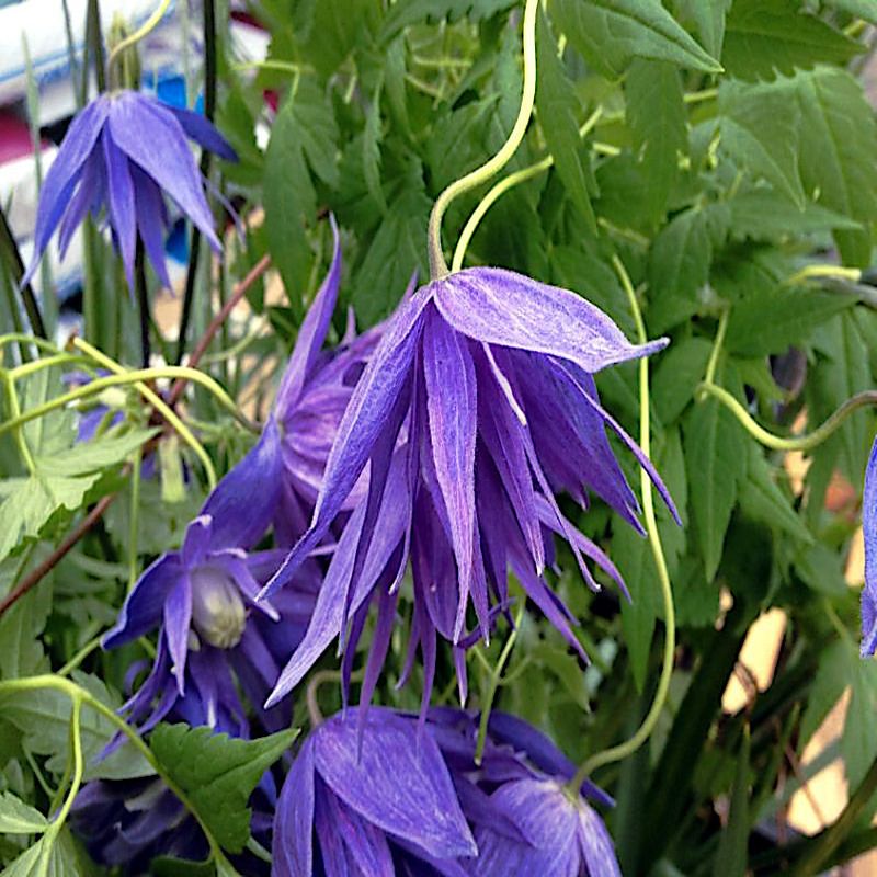 Downy Clematis (Clematis crispa)