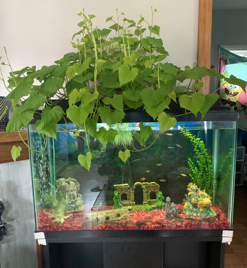 Aquaponics Integration